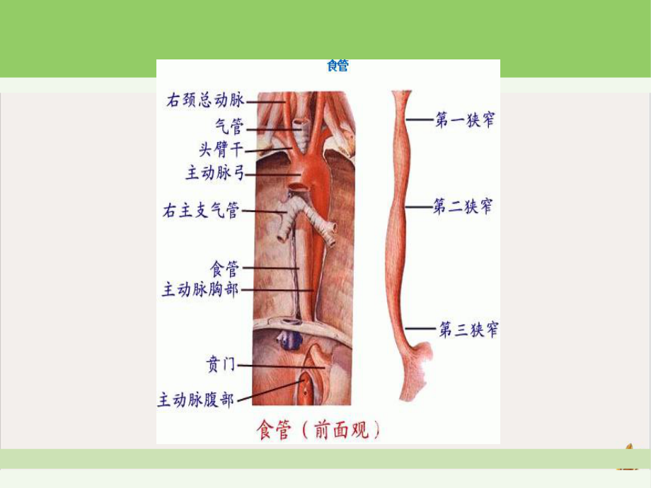 食道癌护理查房剖析课件.pptx_第2页