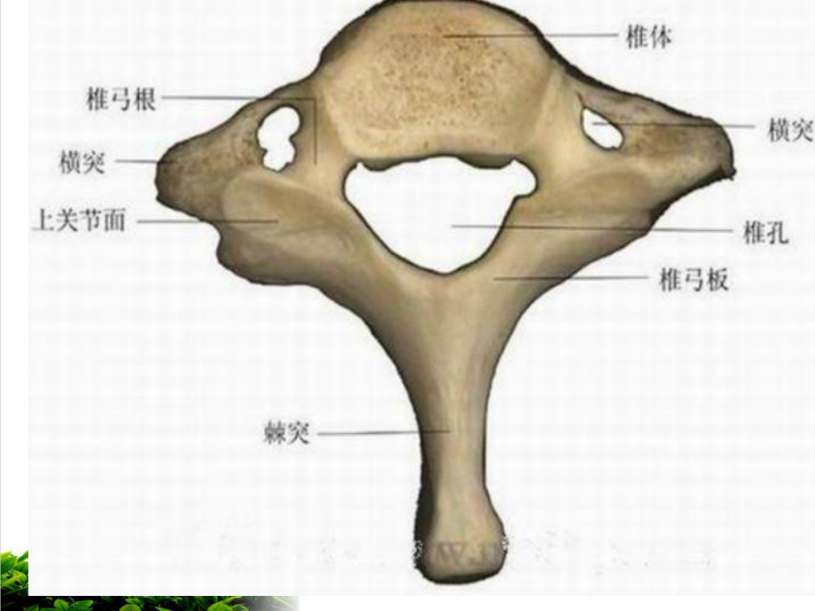 颈椎病的中医康复治疗课件整理.pptx_第2页