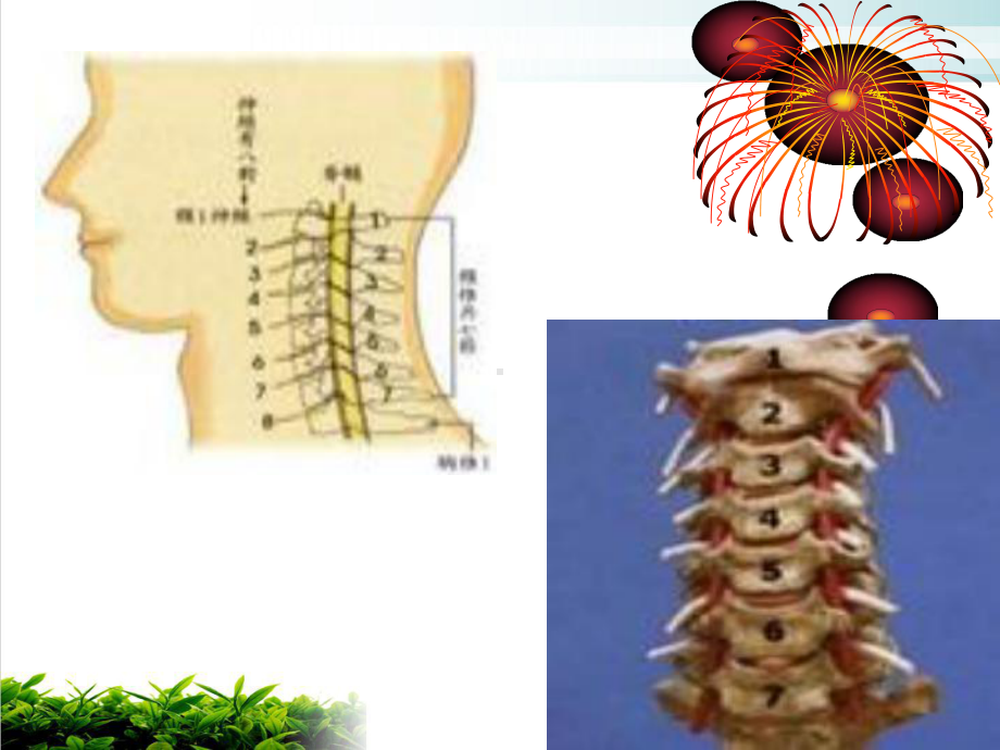 颈椎病的中医康复治疗课件整理.pptx_第3页