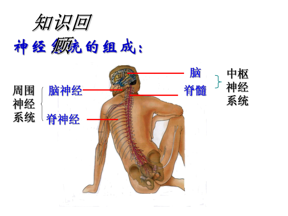 通过神经系统的调节49-人教课标版课件.ppt_第2页