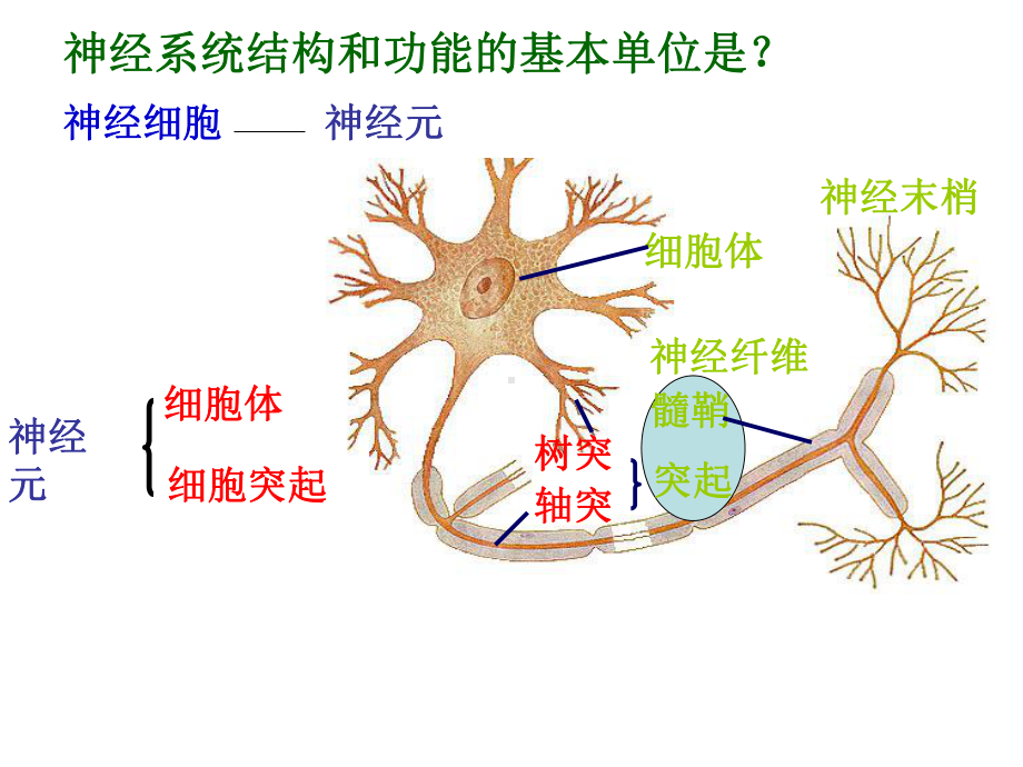 通过神经系统的调节49-人教课标版课件.ppt_第3页