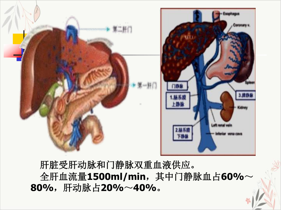 门静脉高压病人护理课件.pptx_第2页