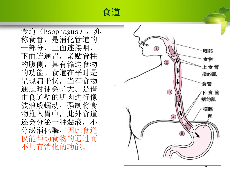 食管癌介入治疗护理查房-课件.pptx_第3页