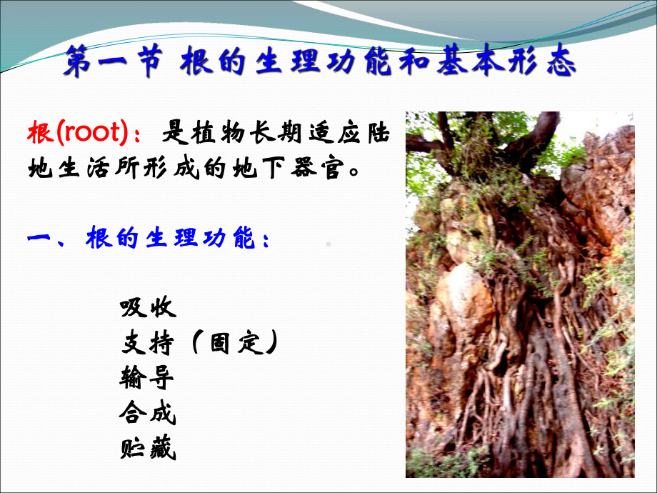 植物学第四章根课件.ppt_第3页