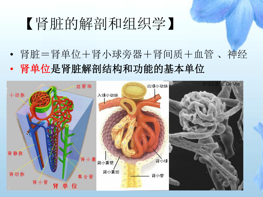 泌尿护理总论课件.pptx_第3页