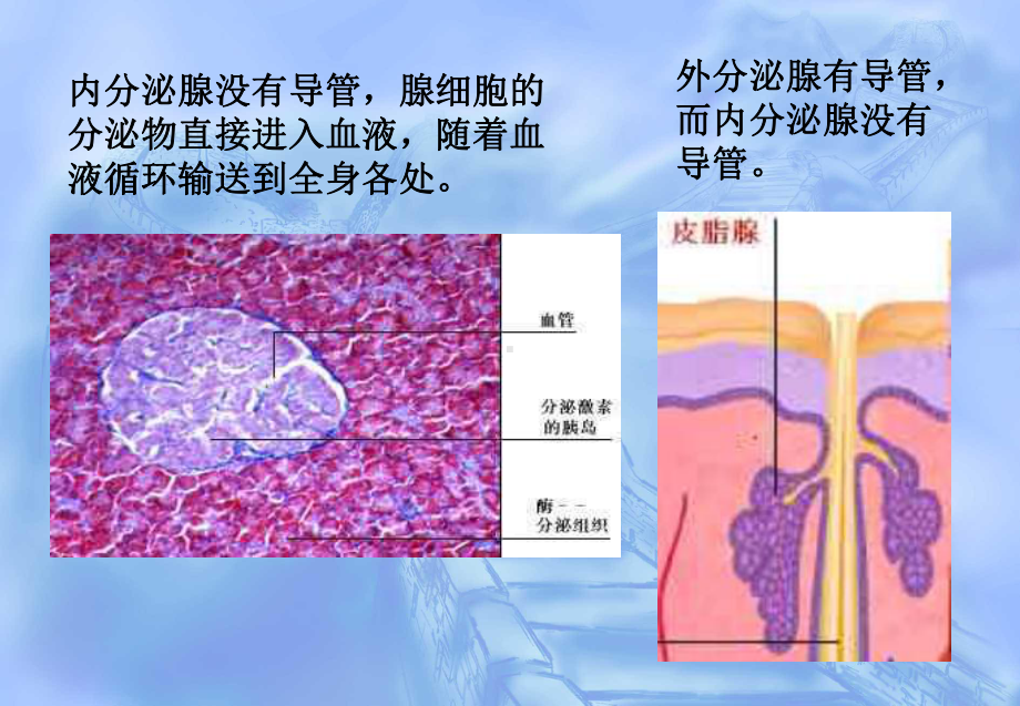 一内分泌腺分泌激素课件.ppt_第3页