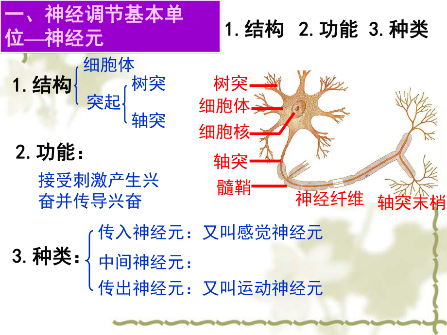 通过神经系统的调节70(2份打包)-人教课标版课件.ppt_第3页