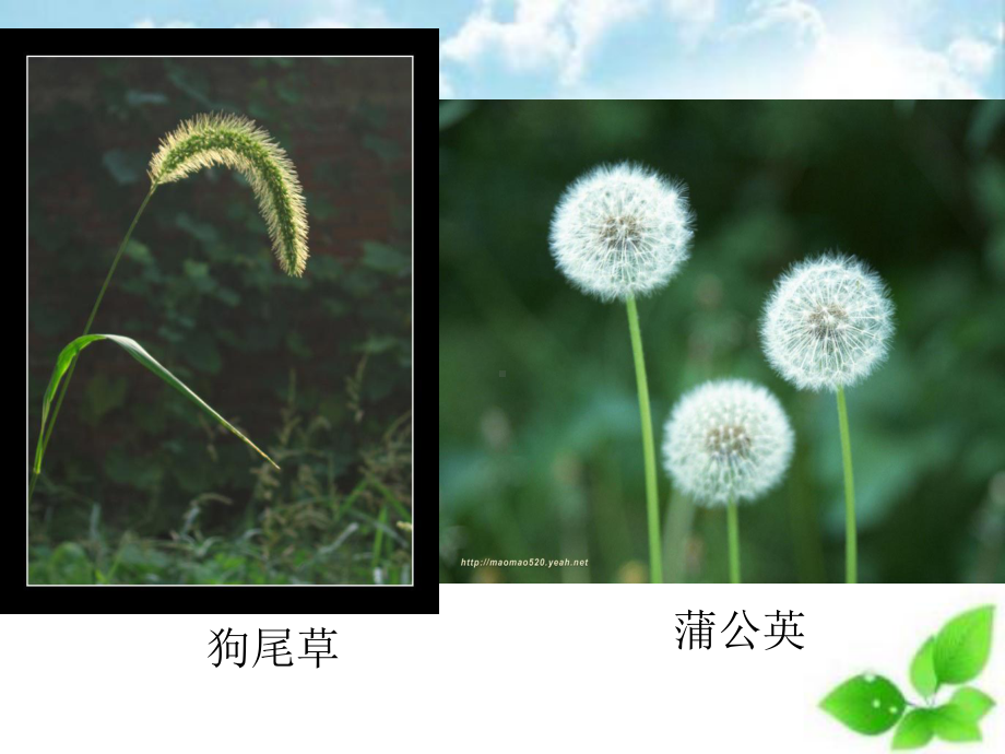 在实验室里观察植物课件-1-冀教版.ppt_第3页