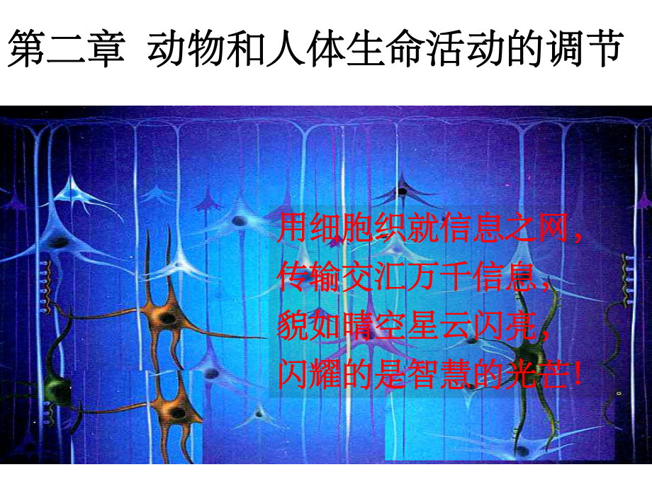 通过神经系统的调节(上课很实用)课件.ppt_第1页