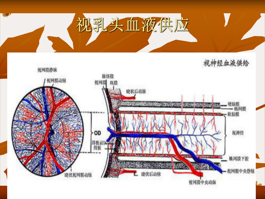 非动脉炎性前部缺课件.pptx_第1页