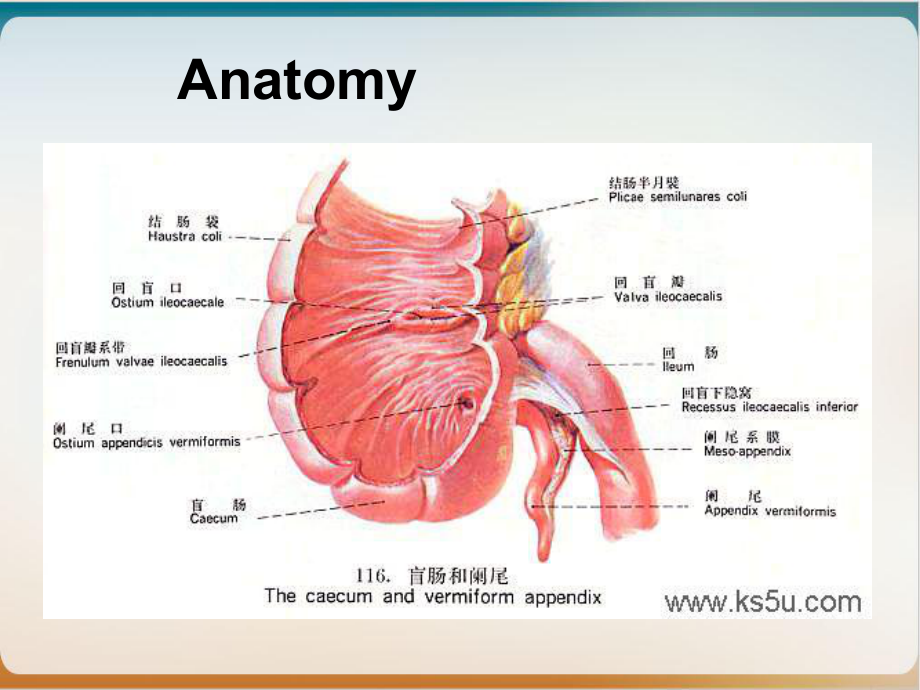 阑尾炎英文[1]课件.ppt_第3页