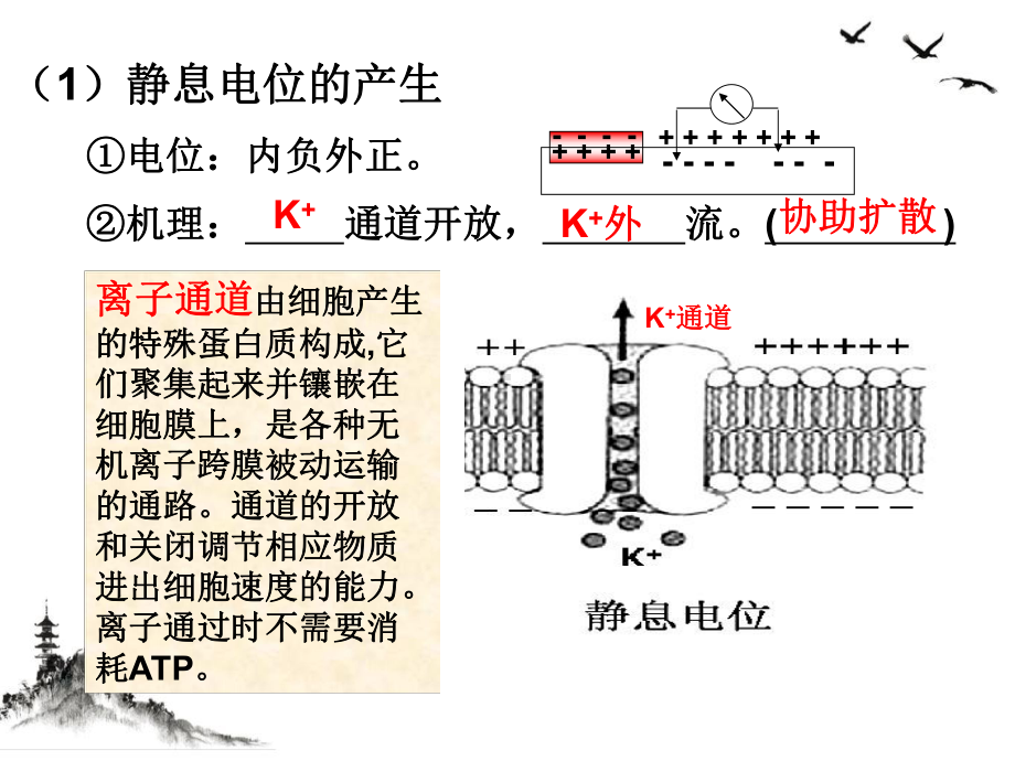 通过神经系统的调节复习好课件.pptx_第2页