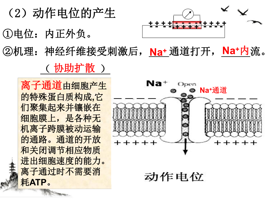 通过神经系统的调节复习好课件.pptx_第3页