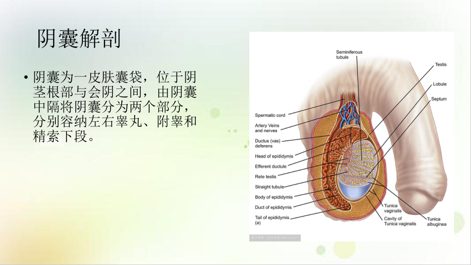 阴囊急症的超声诊断课件.pptx_第3页