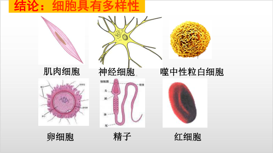 新教材《细胞的多样性和统一性》精美版人教版1课件.pptx_第3页