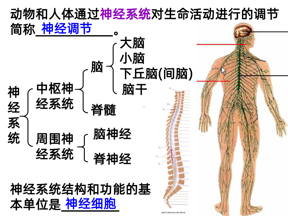 高中生物-通过神经系统的调节课件.ppt_第3页