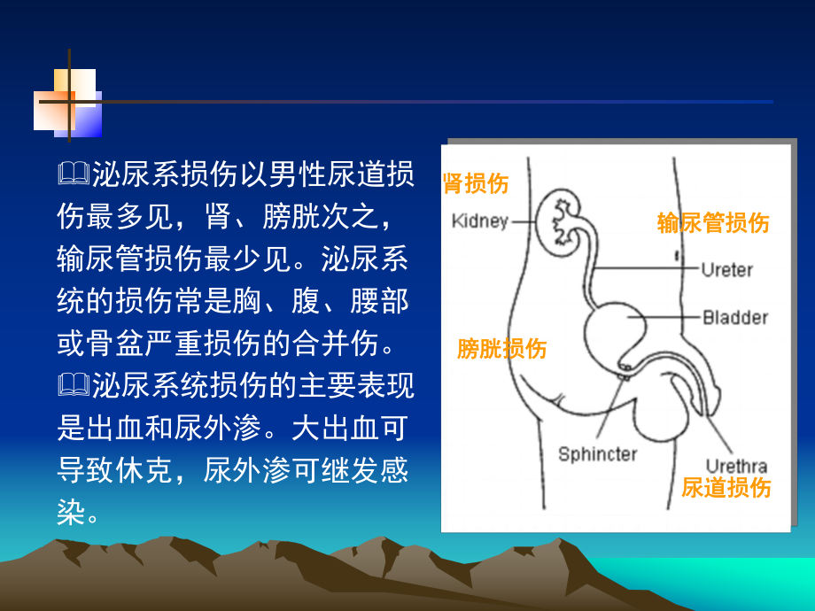 泌尿学习课件.pptx_第2页