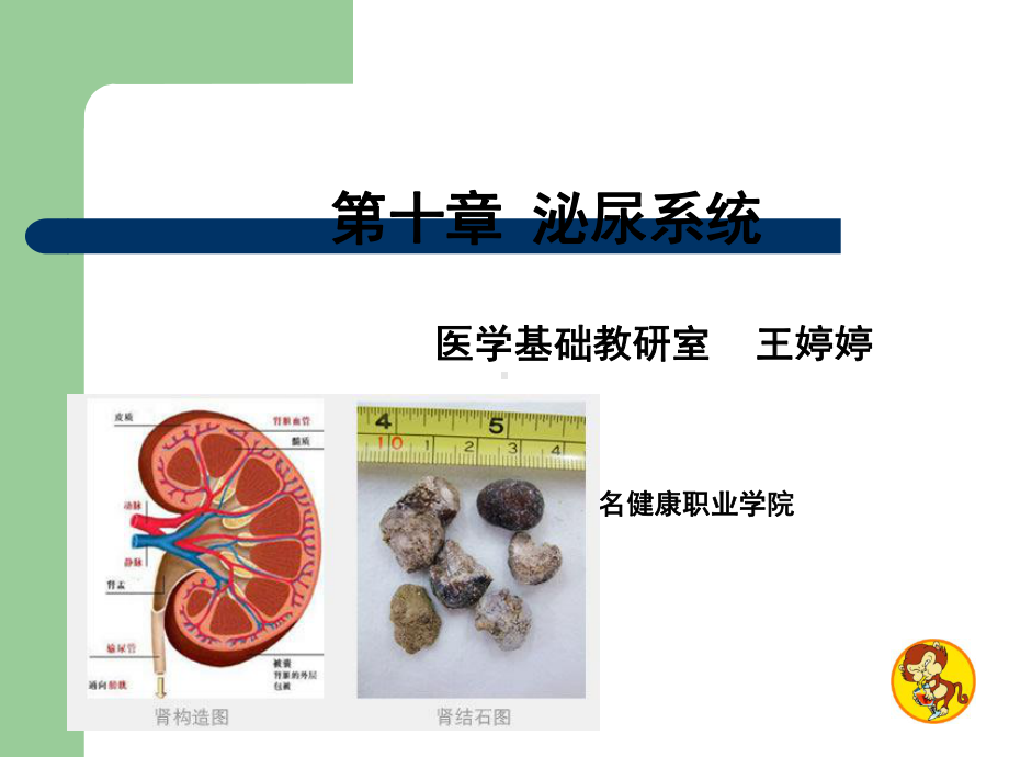 泌尿系统解剖学课件01.ppt_第2页