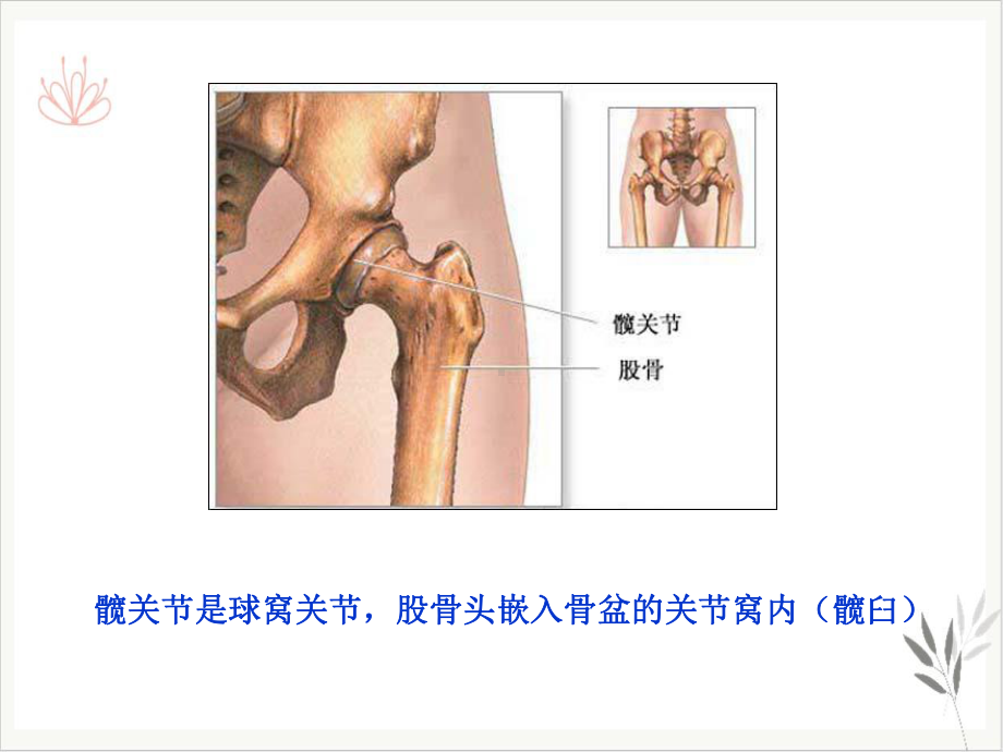 髋关节置换术后康复训练PPT课件.pptx_第2页