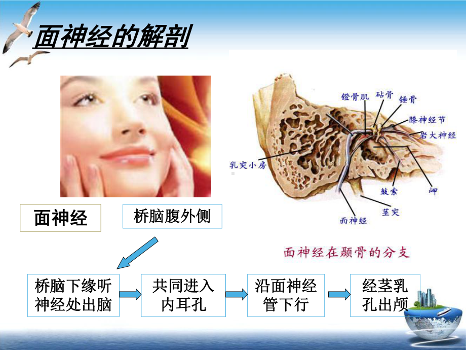 面神经麻痹课件参考年诊治指南参考课件.ppt_第2页