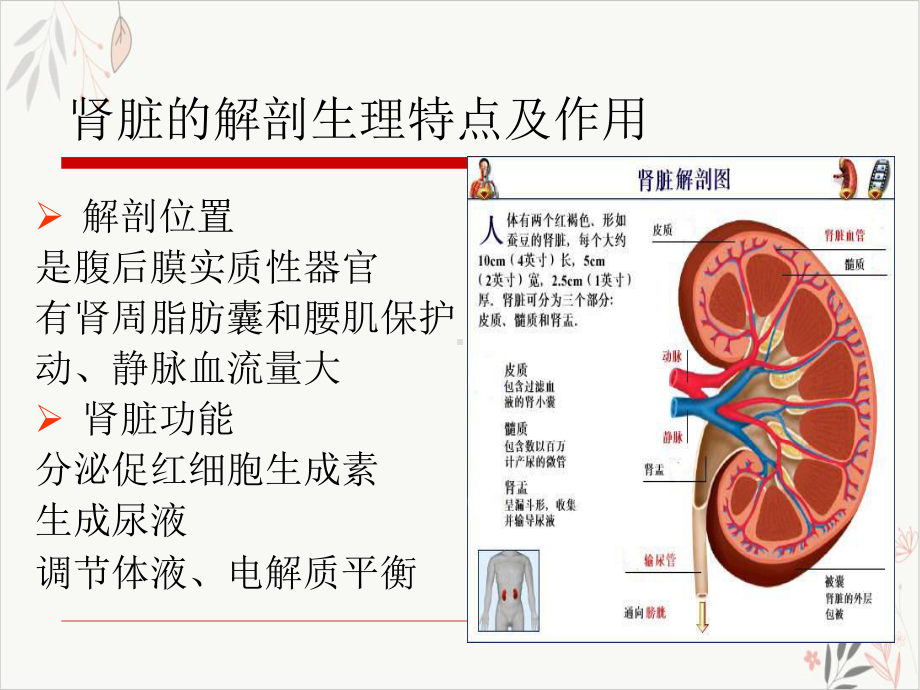 泌尿系损伤的护理课件.pptx_第2页