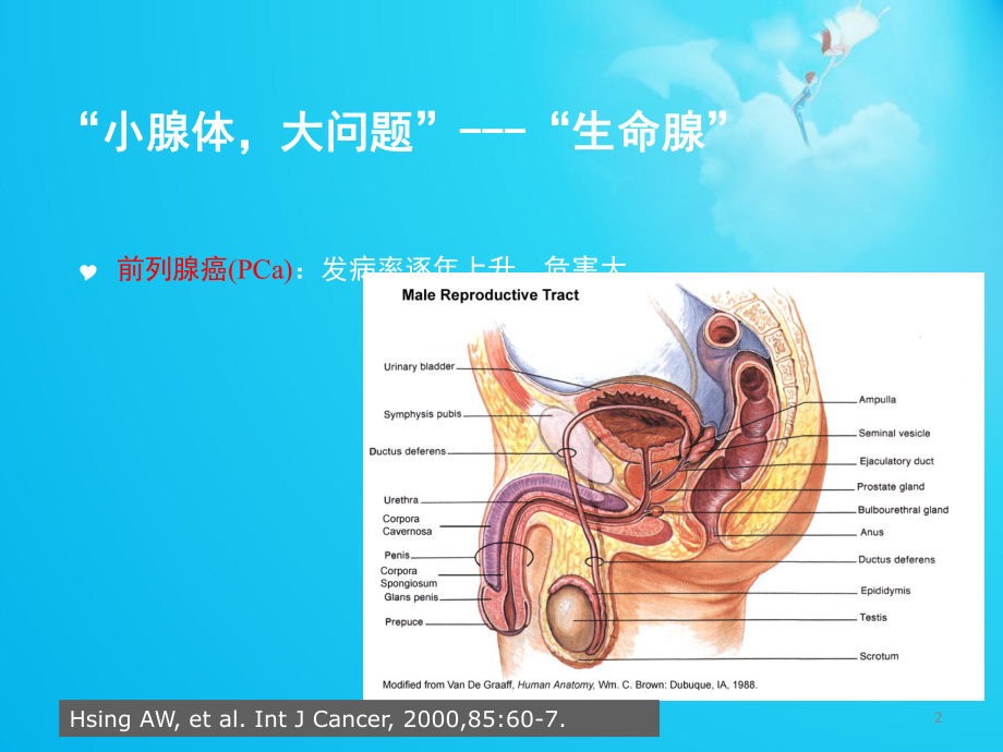 超声引导经会阴前列腺穿刺活检术--课件.ppt_第2页