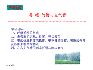 鼻喉气管与支气管课件.ppt