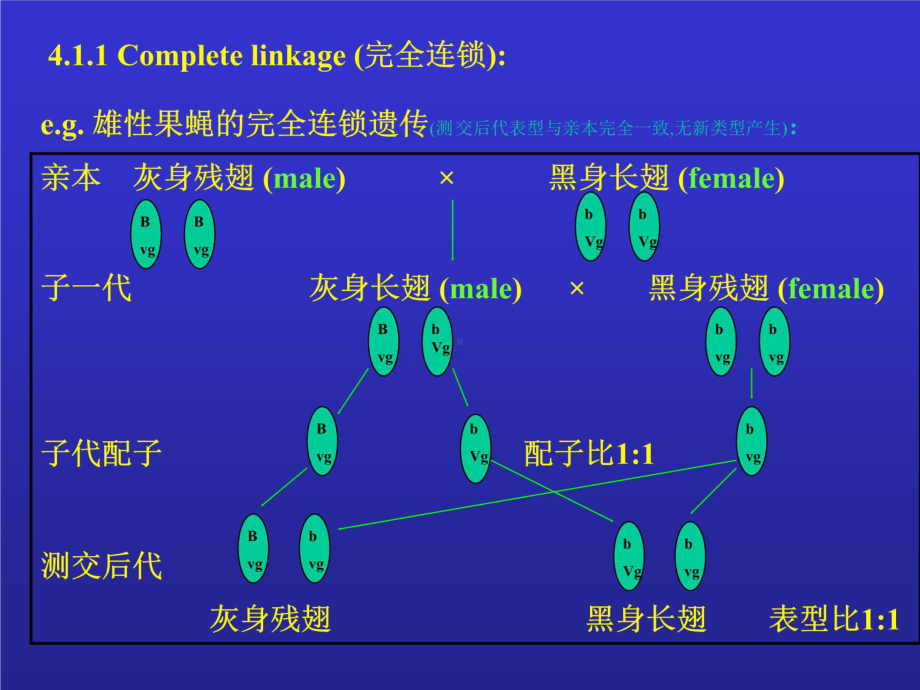 连锁遗传及染色体作图课件.ppt_第3页