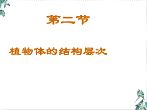 人教版植物体的结构层次课文课件.ppt