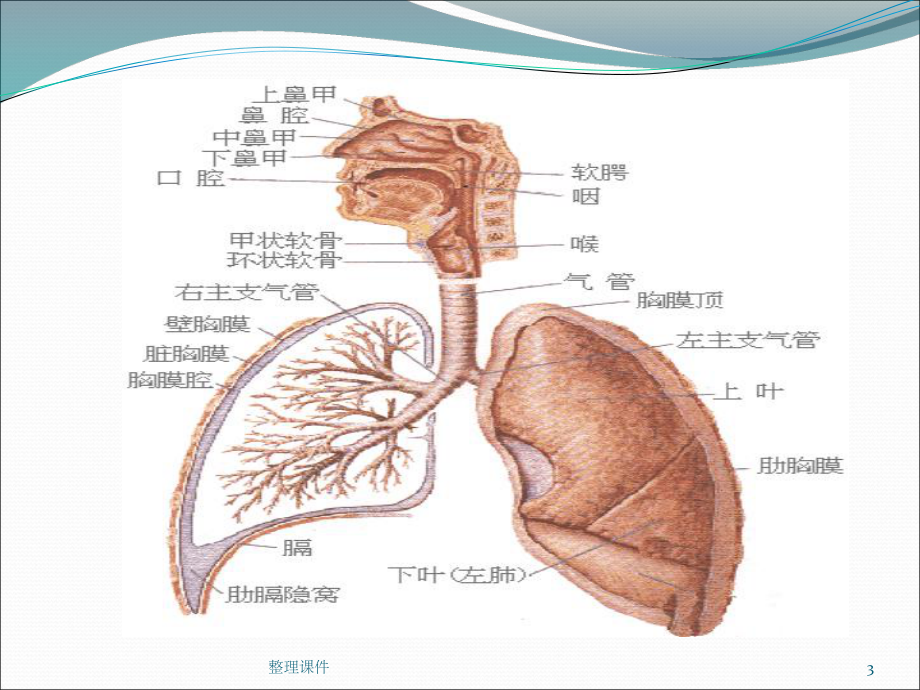 大咯血患者的急救课件.pptx_第3页