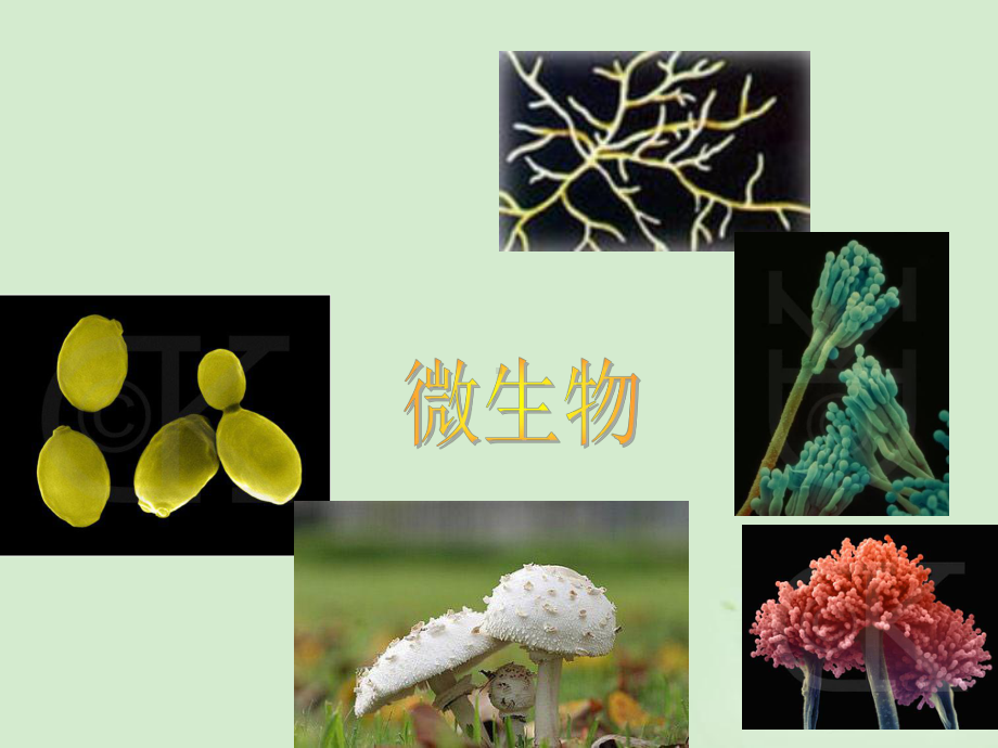 高中生物-第一部分《实验一-大肠杆菌的培养和分离》课件8-浙科版选修1.ppt_第1页