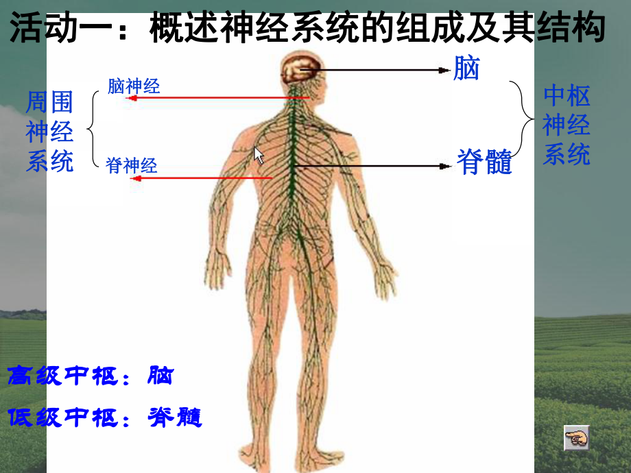 通过神经系统的调节1课件整理.ppt_第2页