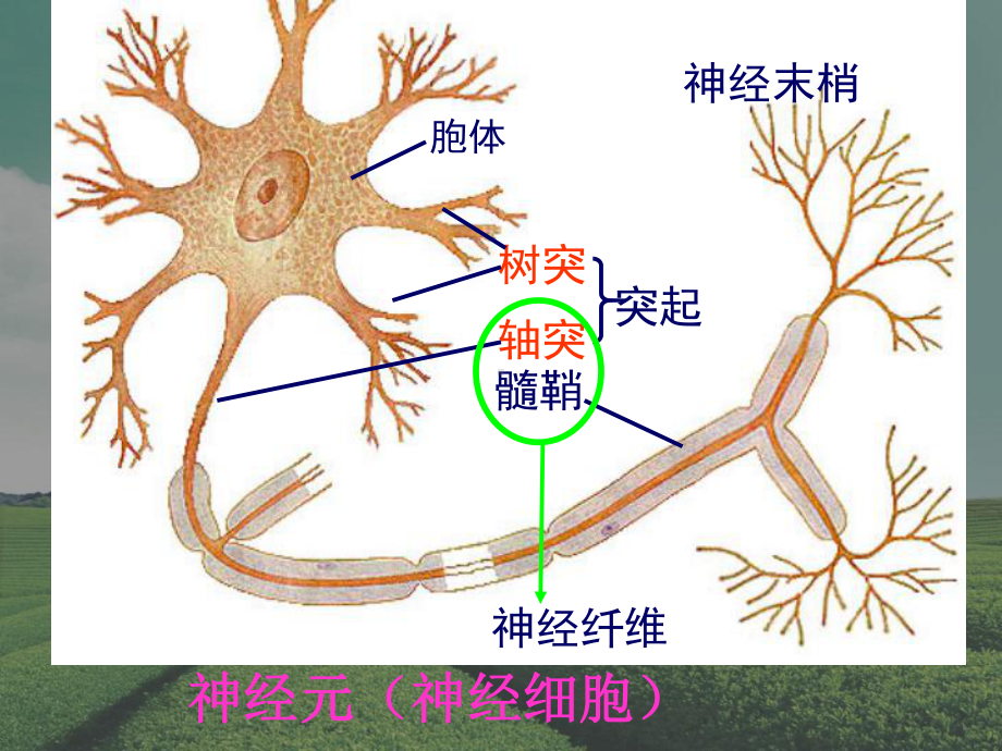 通过神经系统的调节1课件整理.ppt_第3页