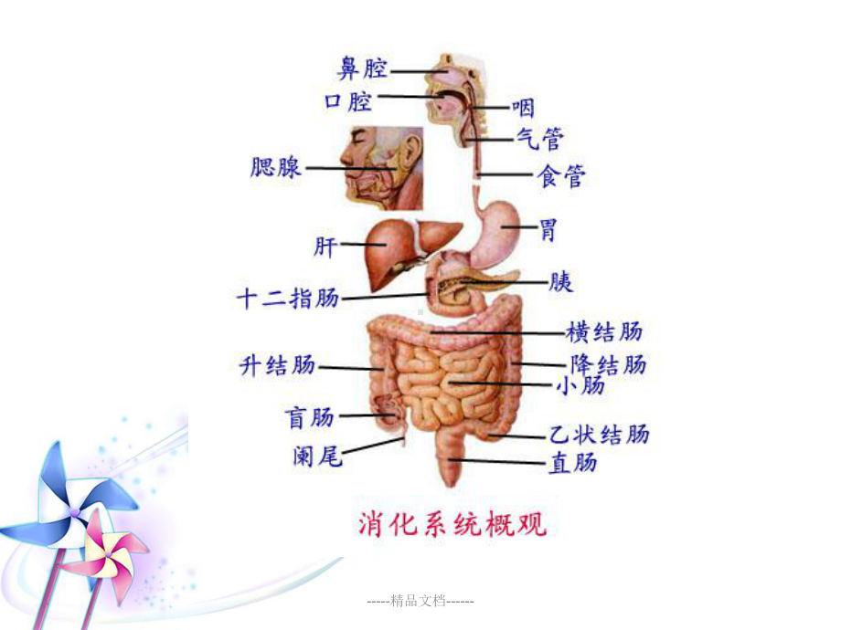 消化系统系统解剖(同名1226)课件.ppt_第2页