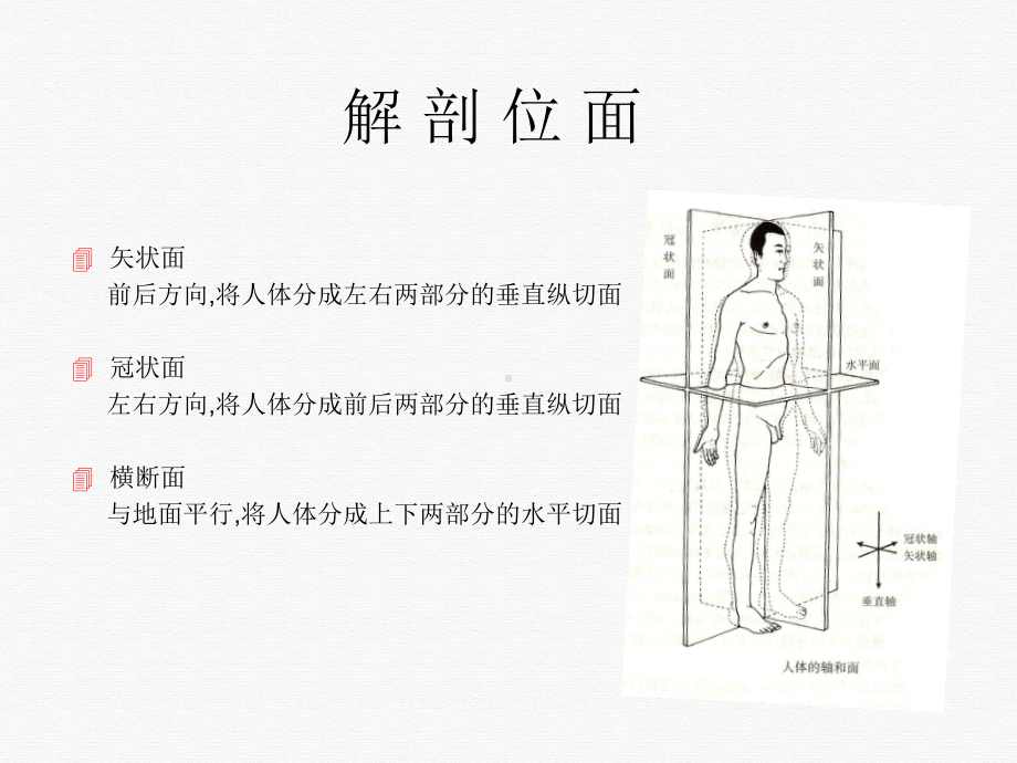 髋关节解剖和生物力学讲课课件.ppt_第3页