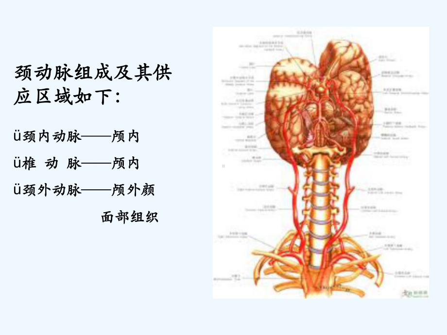 颈动脉超声检查-课件.ppt_第2页