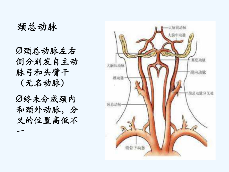 颈动脉超声检查-课件.ppt_第3页