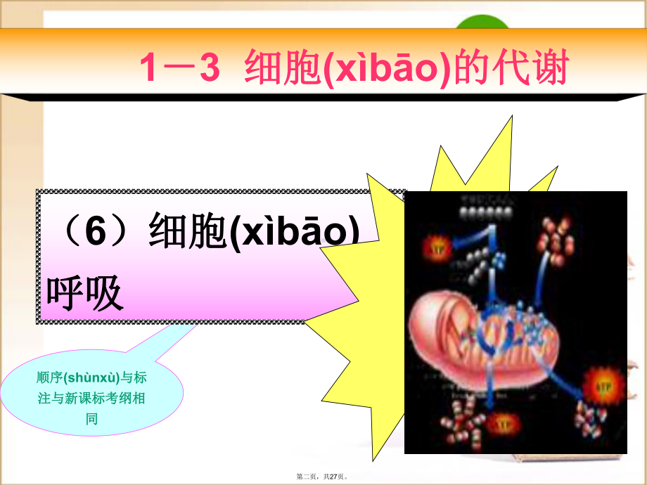 高考生物一轮复习课件：细胞呼吸新人教版.ppt_第2页