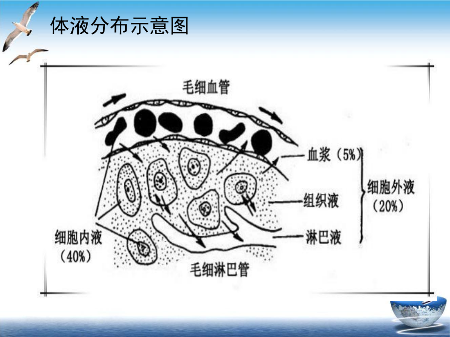 水电解质紊乱及护理培训课件.ppt_第3页