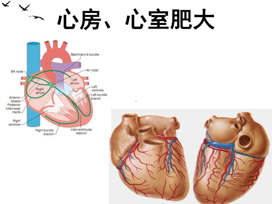 诊断学心电图讲课系列课件.ppt_第2页