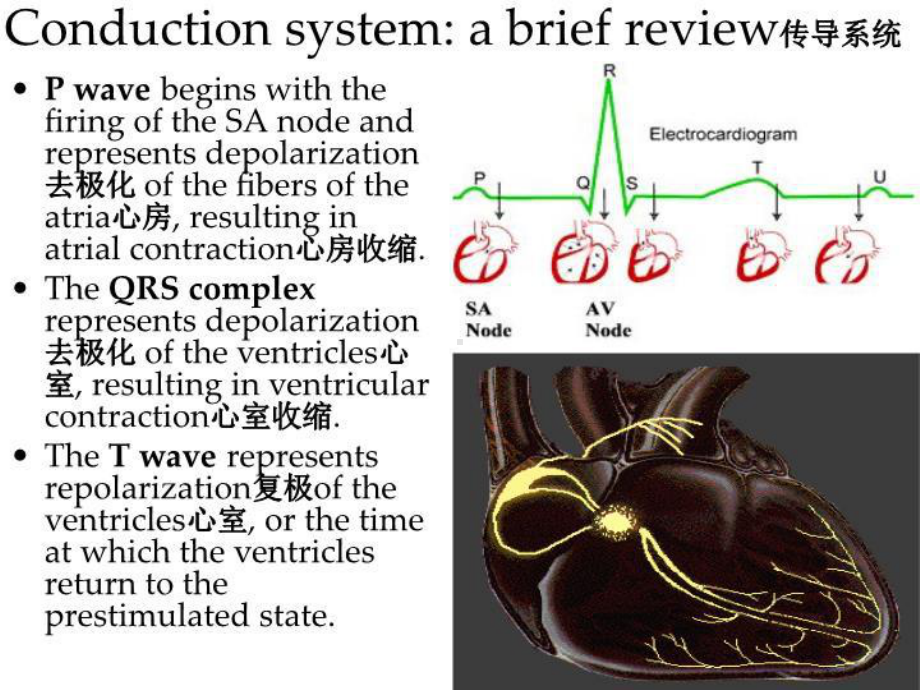 最新内科护理学课件-英语-考试资料dysrhythmias.ppt_第3页