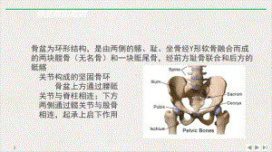 骨盆骨折SOP完美课课件.pptx