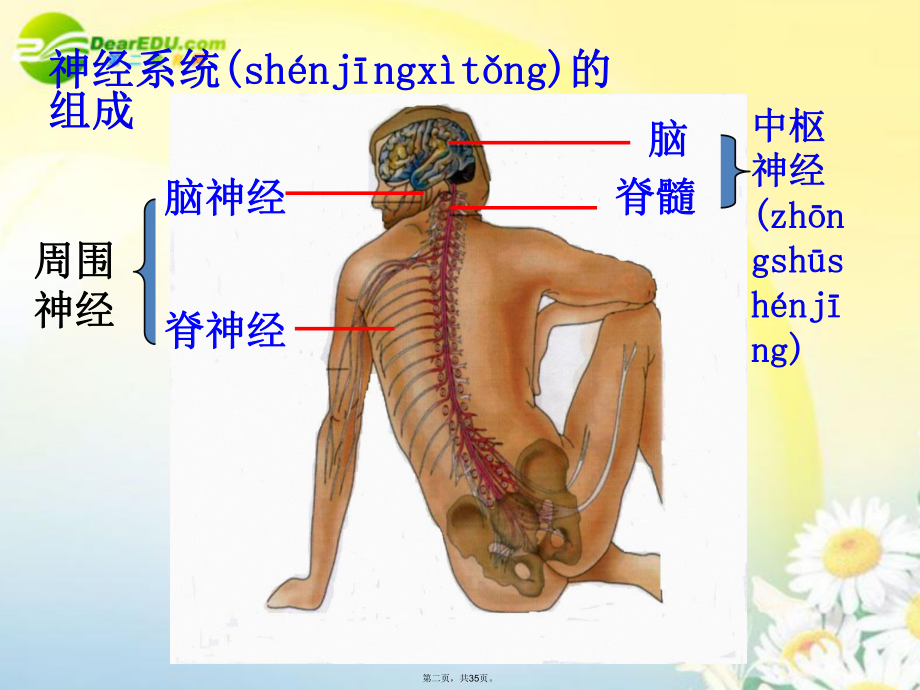 高考生物一轮复习-通过神经系统的调节课件-新人教版.ppt_第2页