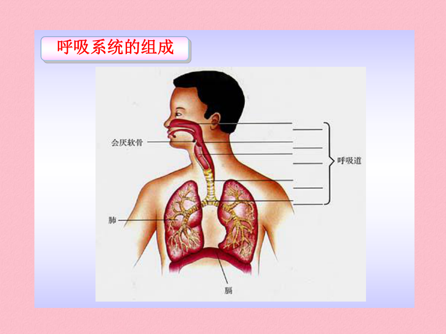 《呼吸道对空气的处理教案》课件讲义.ppt_第2页