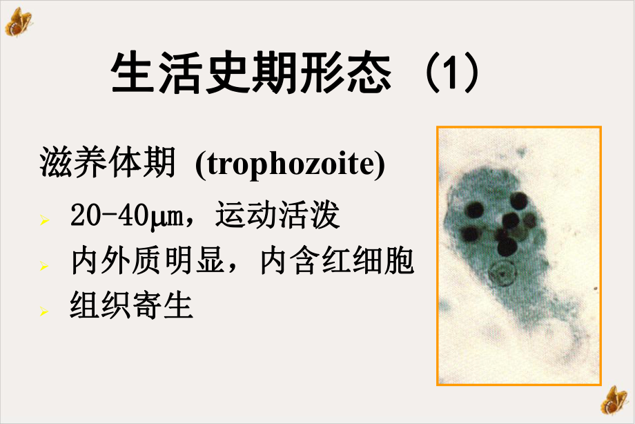 阿米巴医学微生物学PPT课件.ppt_第3页