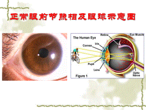 基质层角膜基质的超微构造基质细胞厚度课件.ppt