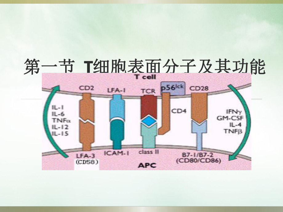 适应性免疫细胞T细胞课件.pptx_第3页