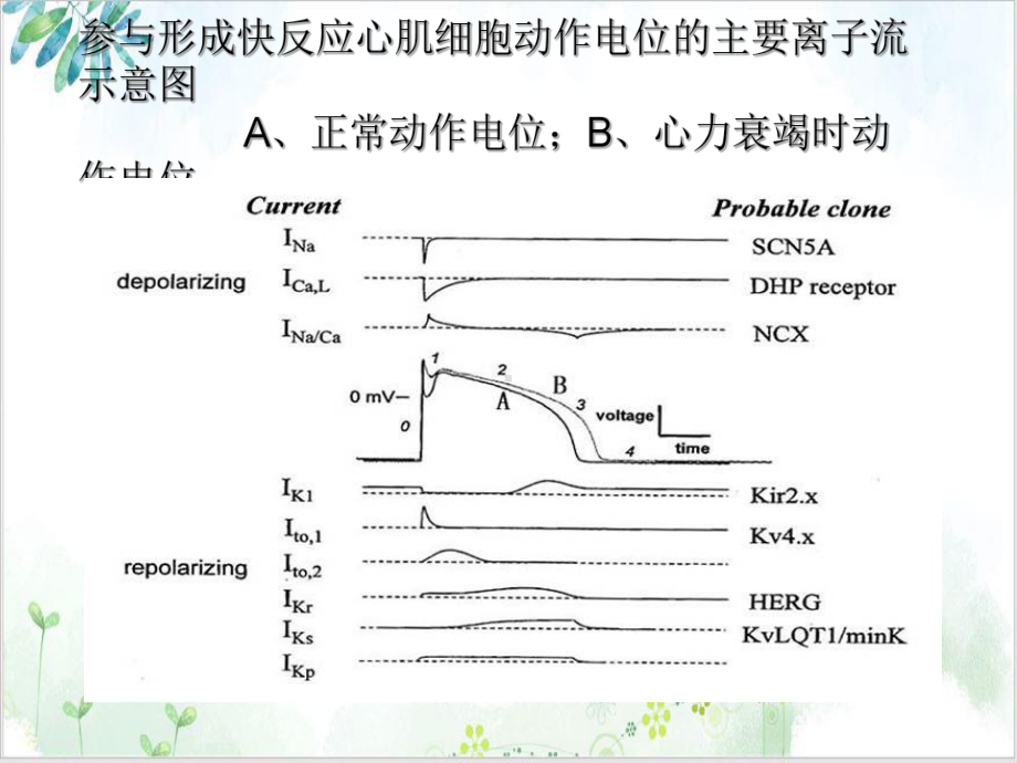 长QT综合征教学课件.ppt_第3页