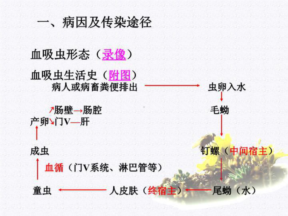 最新15血吸虫病(同名0)课件.ppt_第3页