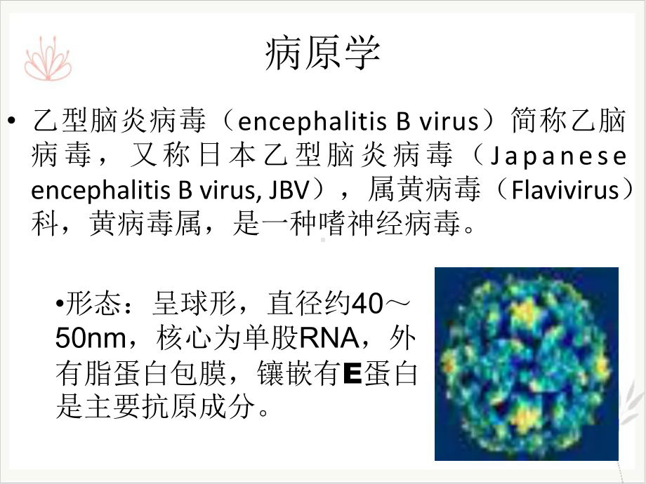 流行性乙型脑炎课件整理.ppt_第3页